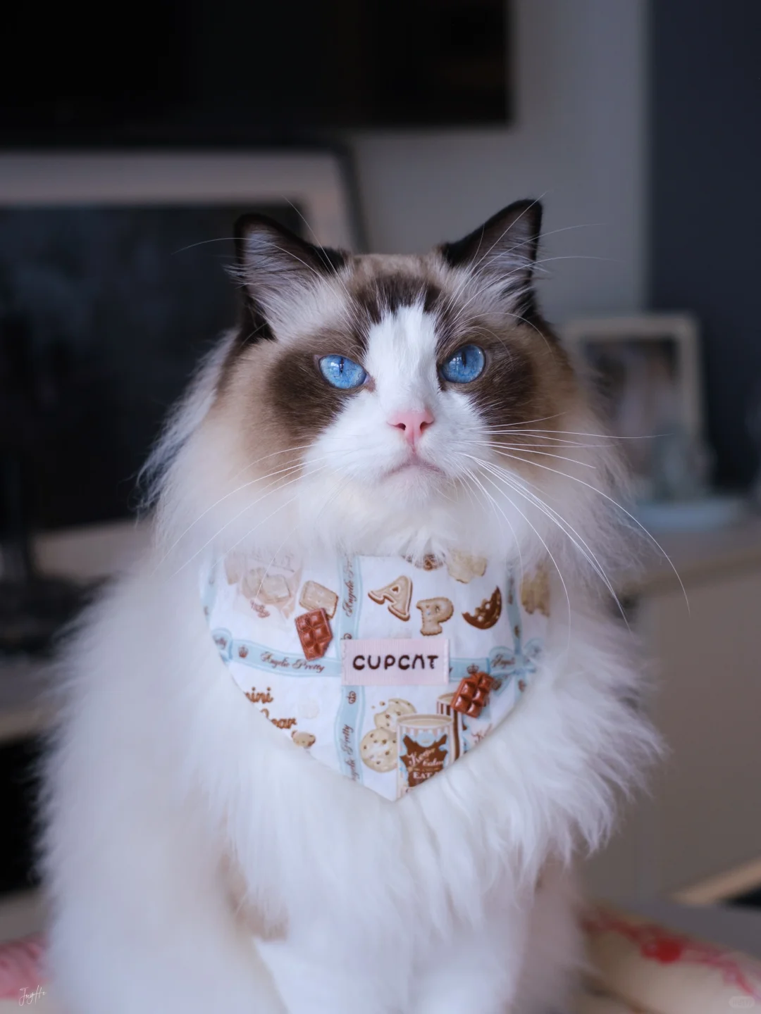 送你薄荷巧克力🍫夏天就是要清清凉凉的呀