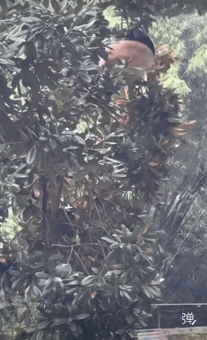 它能成为保护动物是有原因的，脂肪层厚，不怕摔![大笑]