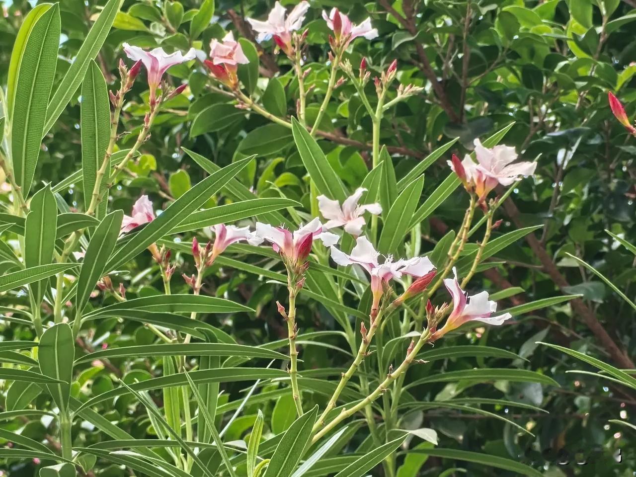 看见这几朵小花在风中瑟瑟发抖又强装镇定。
咔嚓，拍了！这小家伙算是被我“捧红”，