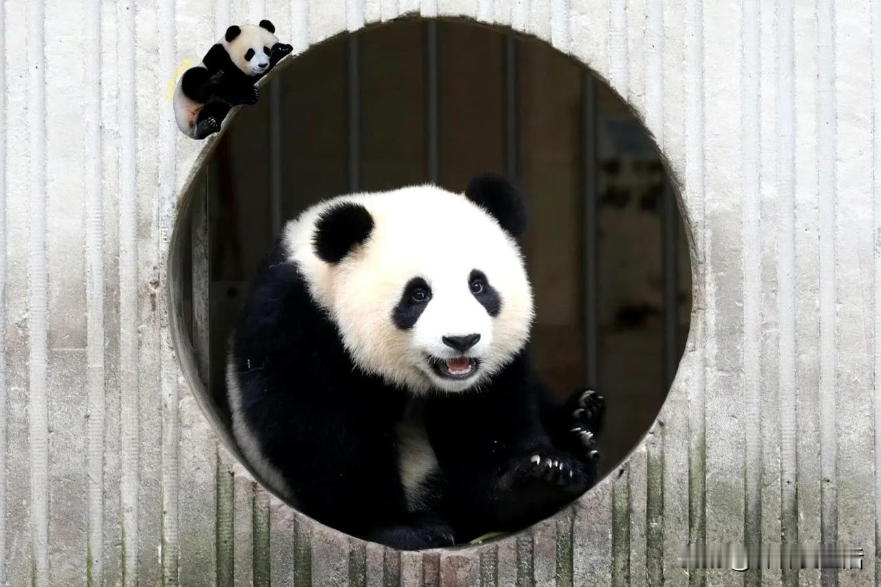 新一代的颜王贤贤仔，就这么华丽丽的诞生了吗？

说实话，一打开来的那一瞬间是有被