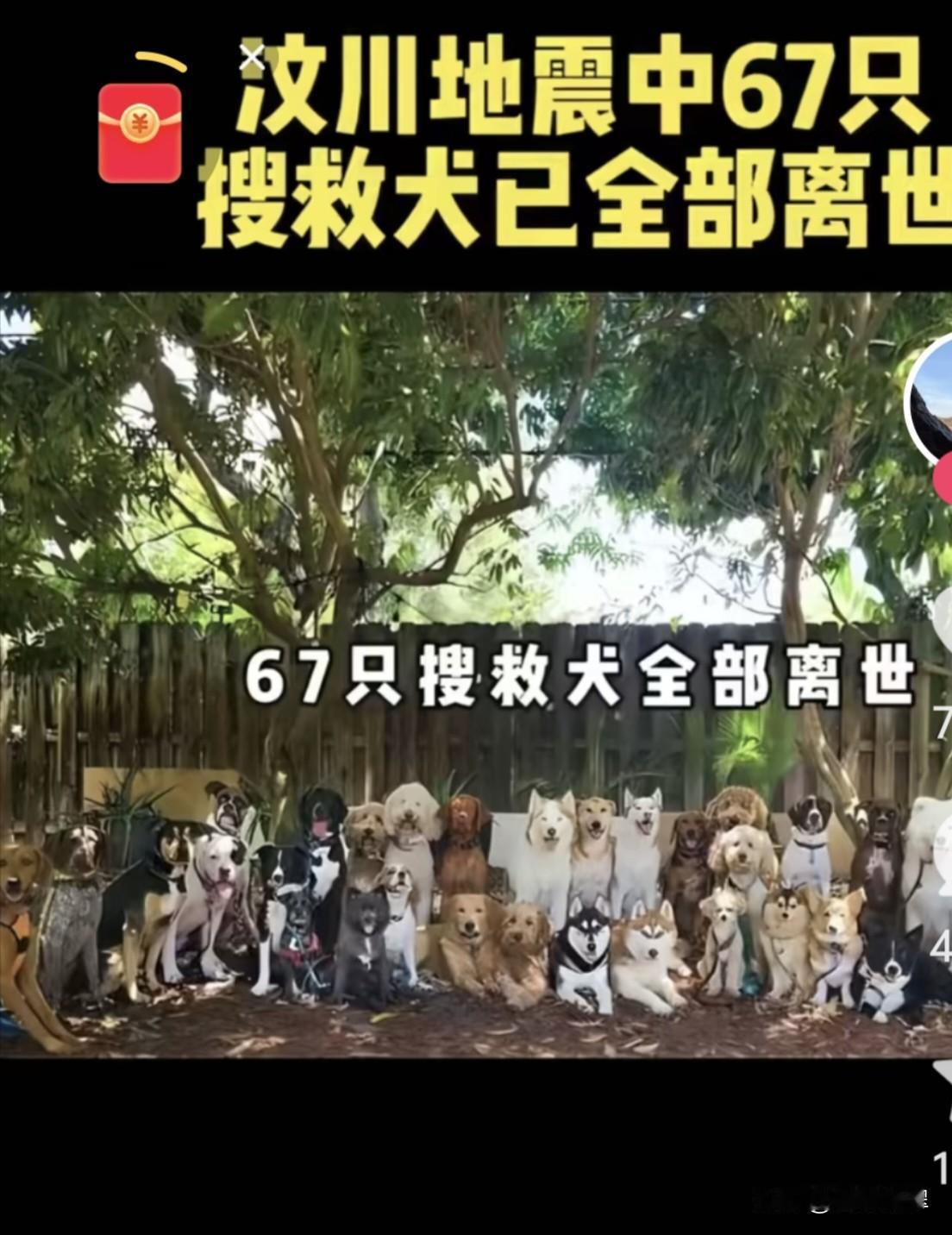 67只参加汶川地震的搜救犬已全部离世，人们永远不会忘记这些勇敢的小天使。

20