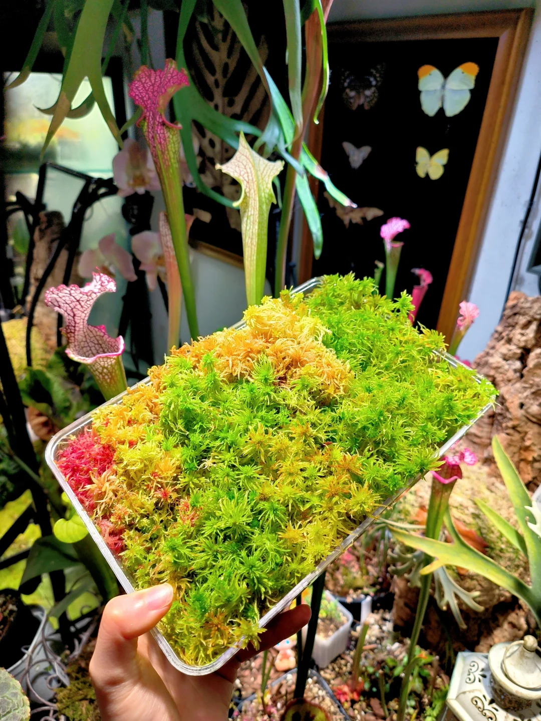 花花绿绿红红的