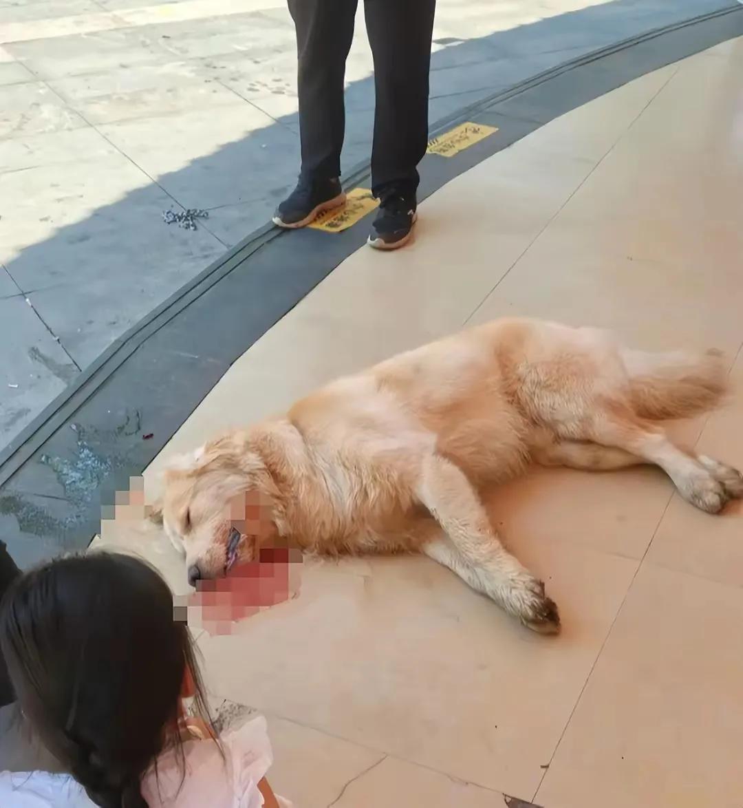 出门遛狗不牵绳， 獒犬龇牙路人慌，打死算它命该亡！[捂脸]

我真的不想，当下的