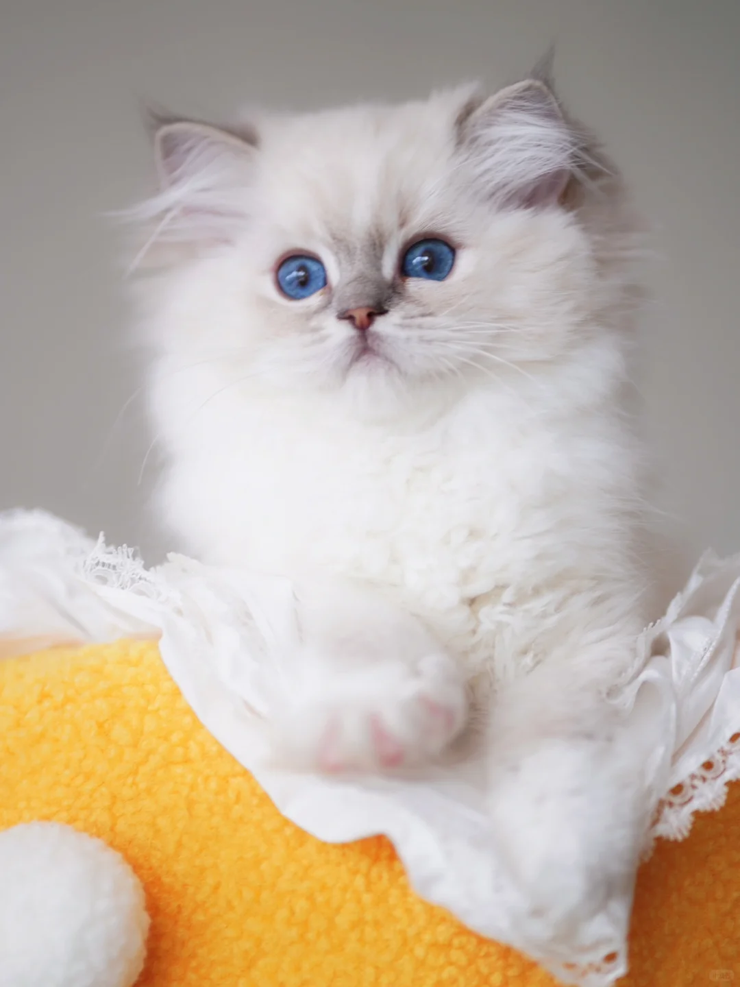 这个颜色的小猫咪一看就身价不菲