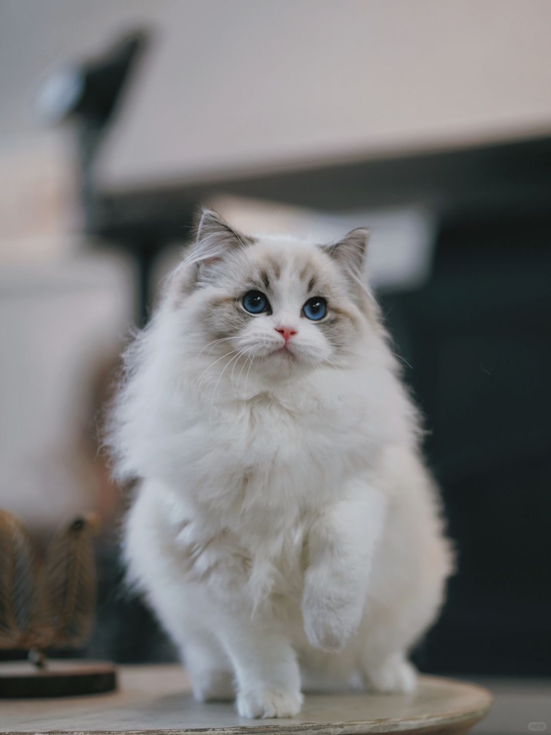 KERR布偶猫｜乖宝宝想要和姨姨们贴贴
