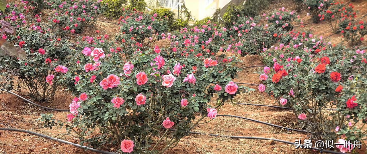 春日生活打卡季浸着贵如油的春雨，乘着花期去履一次樱花之约。赶了个晚约，拾了个绿肥