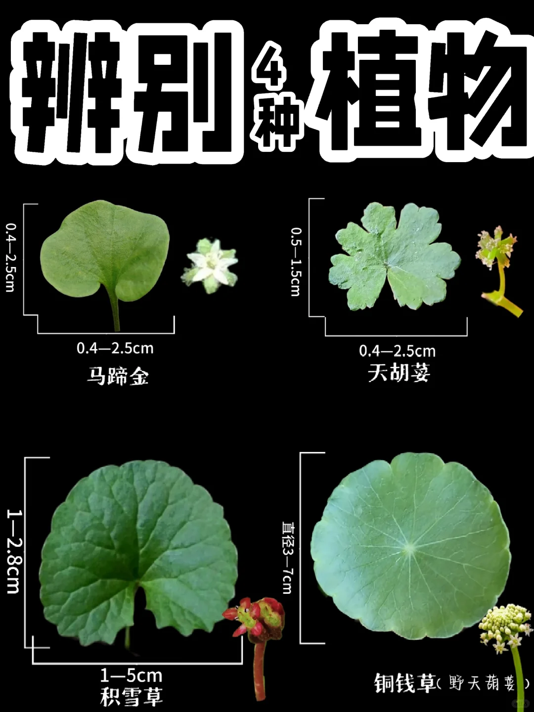【辨别植物】其实他们不一样
