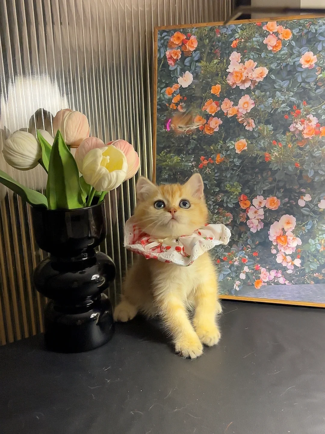 【现猫】短毛金渐层妹妹🥰 大眼睛小翘鼻，圆圆的包子脸，性格乖巧活泼...