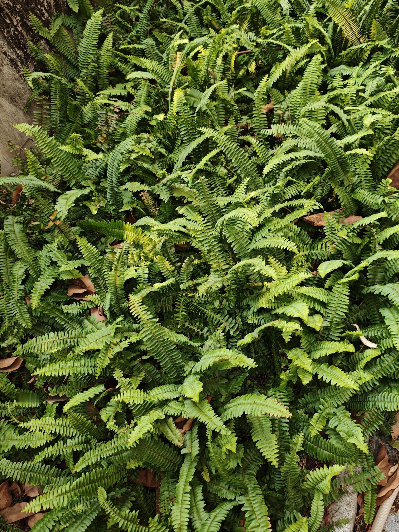 出门踏春啦出门去看看，走走，现在到处都是绿色的春景，很养眼！路边的景观绿植全是美