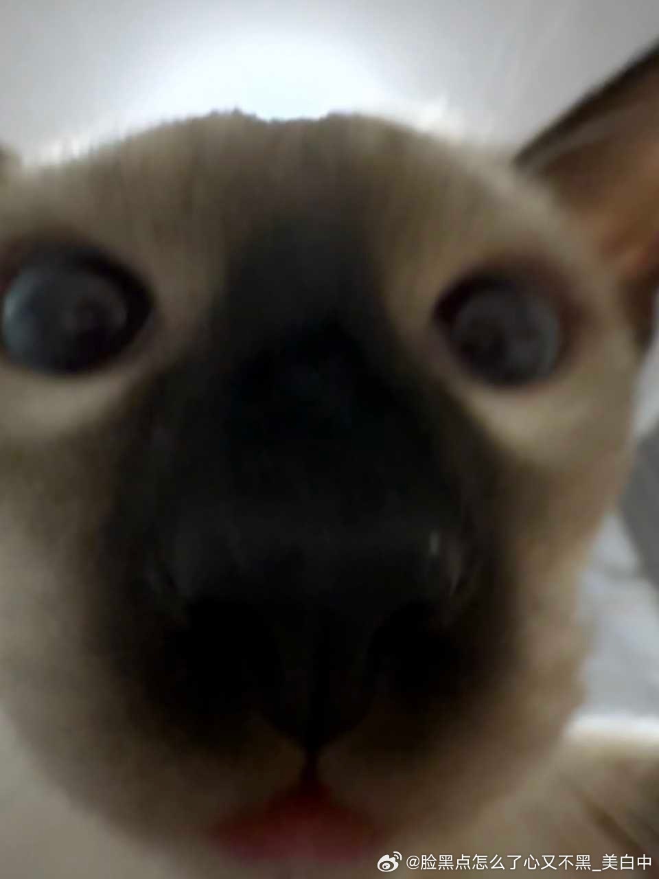 4168只黑脸哈咯 ​​​