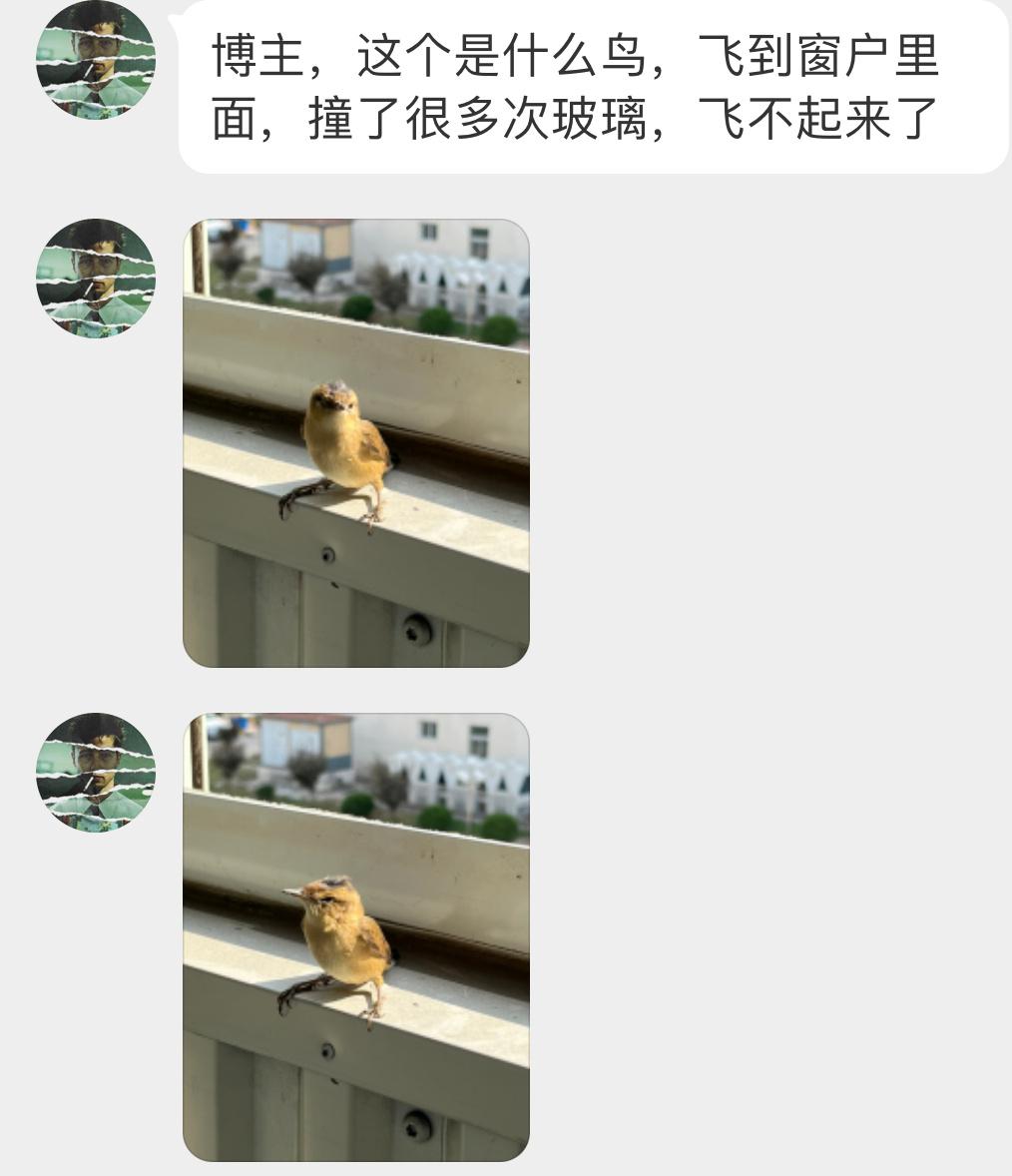 #鸟粉投稿# 飞屋里撞玻璃的【黑眉苇莺】头都撞秃了  捉住带外面放飞就行 ​​​