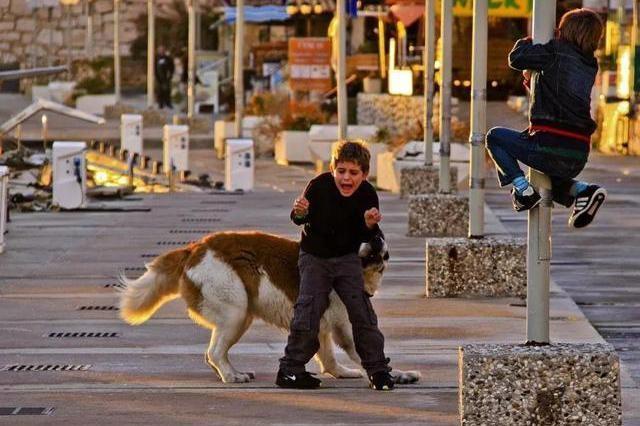 家庭犬伤人屡上热搜：十几亿人和上亿只宠物共享同一片空间，“井水不犯河水”怎么就那