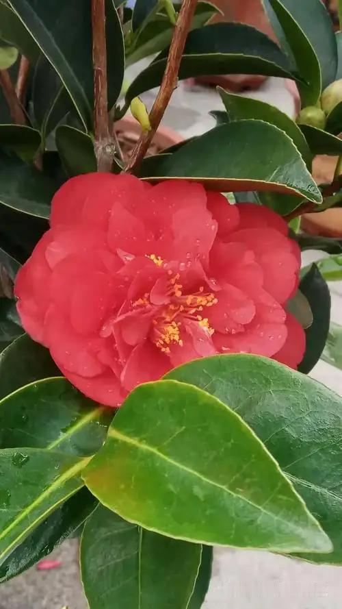 张晓磊的爆款文章《深夜里的思念，我是怎么熬过去的》以真挚的情感和细腻的笔触，打动