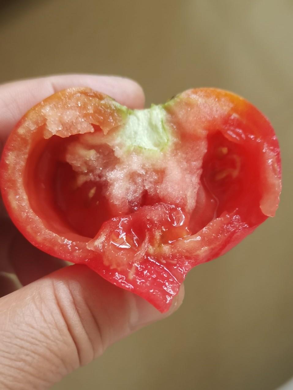 隆重宣布一下，今天，我终于吃上了自己种的西红柿了！

这是家里的大事儿，一定要全