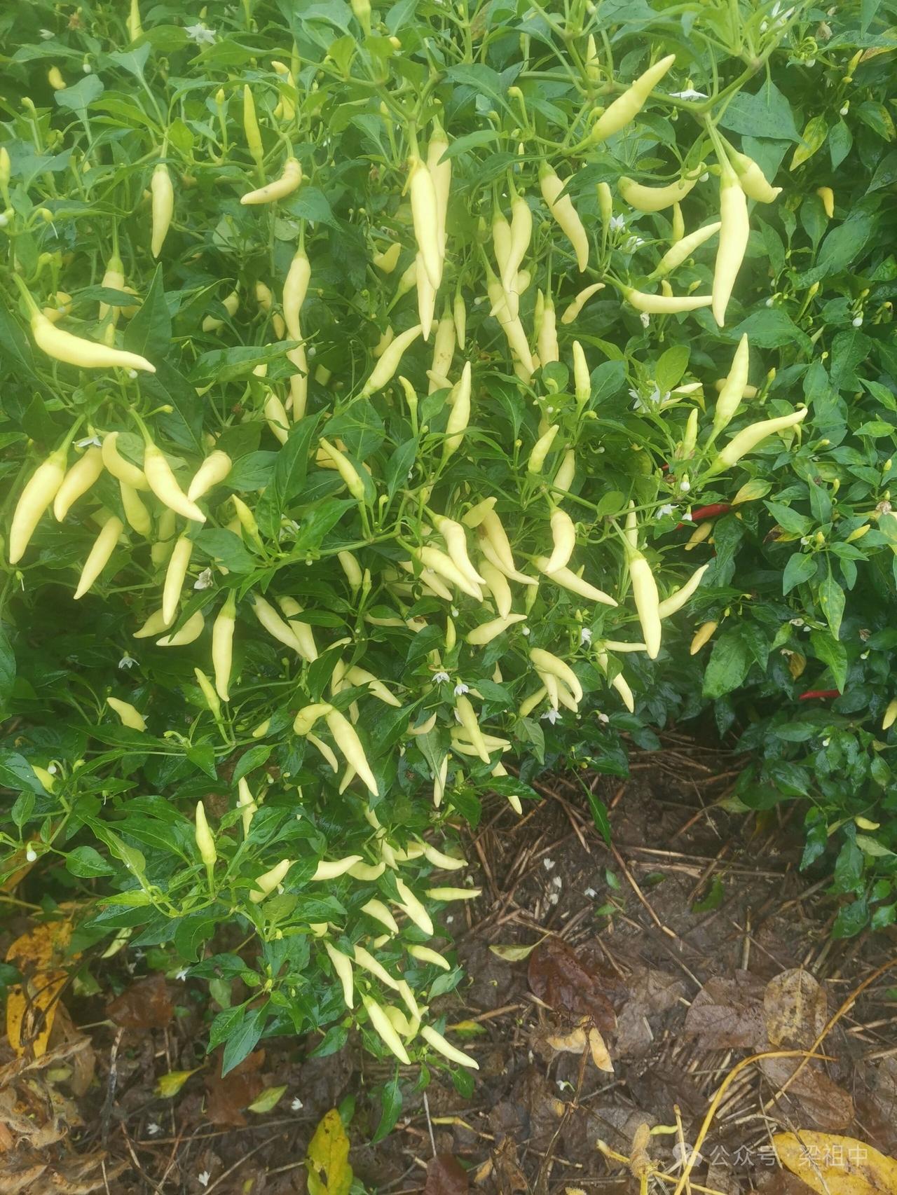 逛菜园直接被这株辣椒戳中——翠绿枝叶间挂满了奶白色小米辣！尖溜溜的像串了一树“象