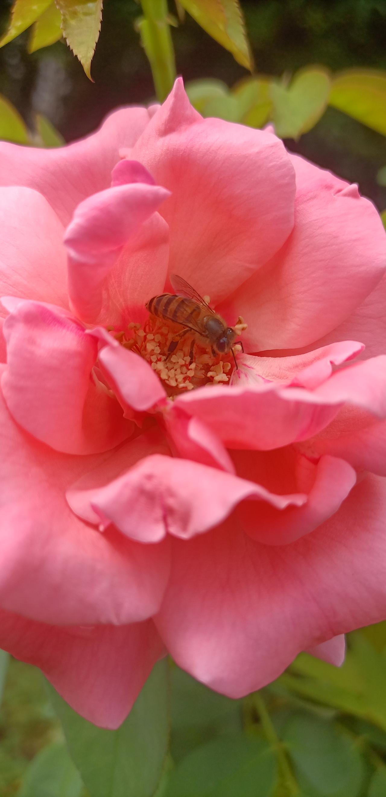 【夏之韵·花儿与蜜蜂】夏日生活打卡季
通透的活法，
在于懂得取舍分寸。
力所能及
