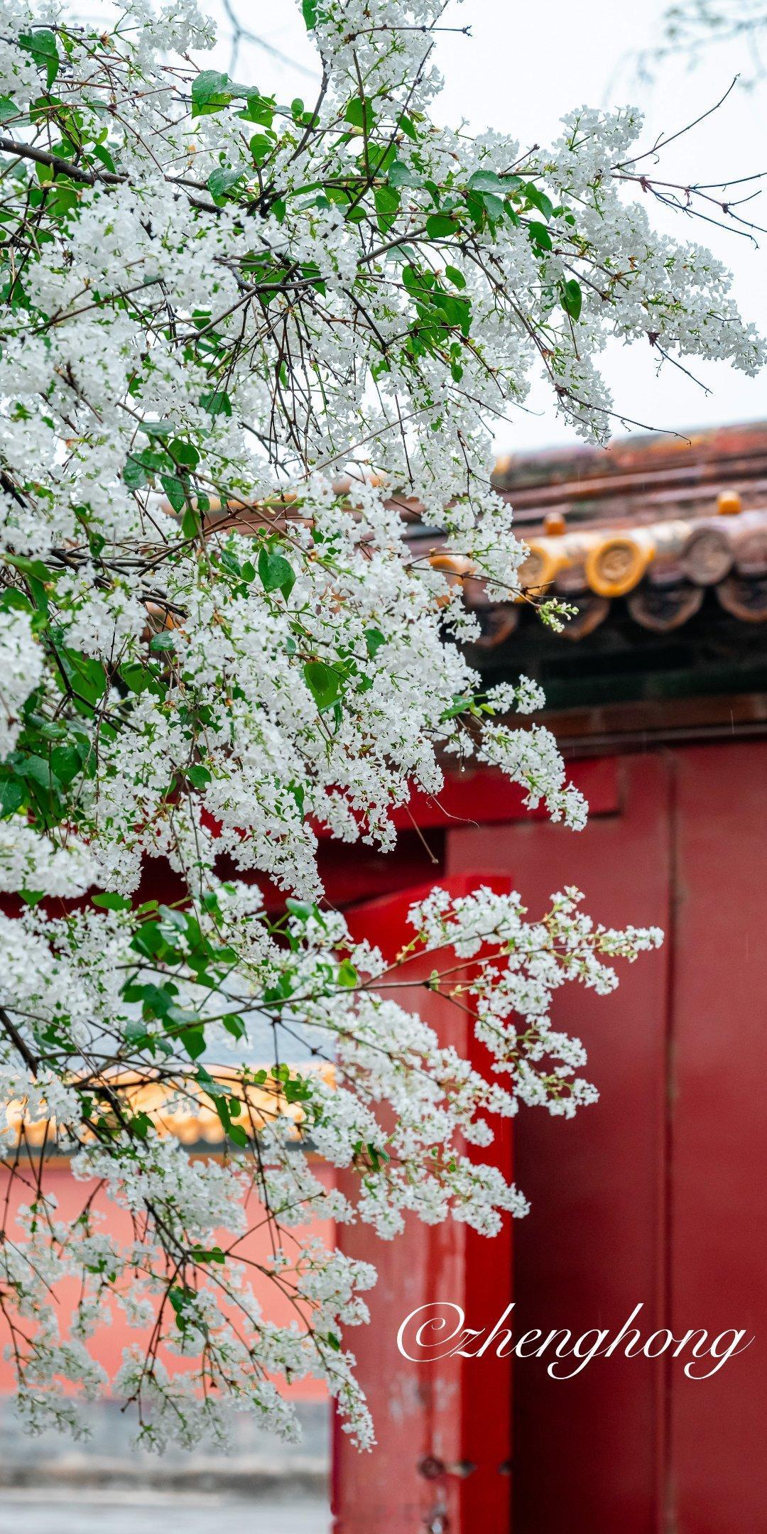 慈宁宫丁香盛开 北京你好摄影​​​