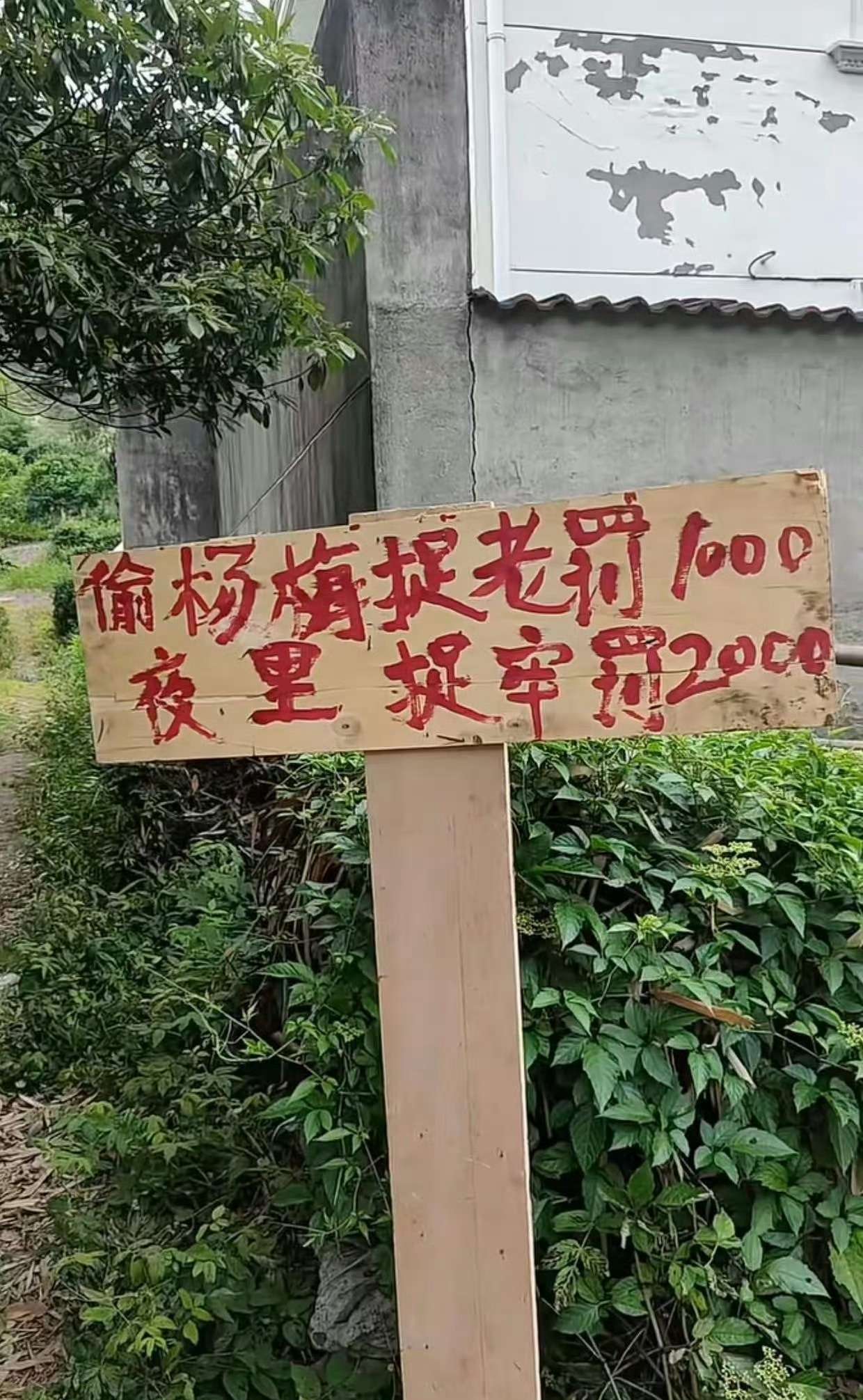 浙江梅农的标语偷杨梅抓牢罚1000 ，杨梅可以摘了，大家千万别去偷人家的杨梅啊，