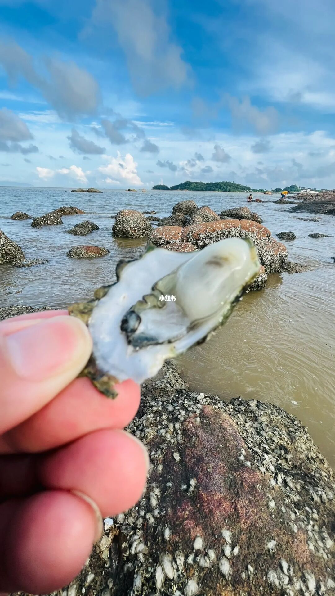 眺望香港大屿山的免费赶海点