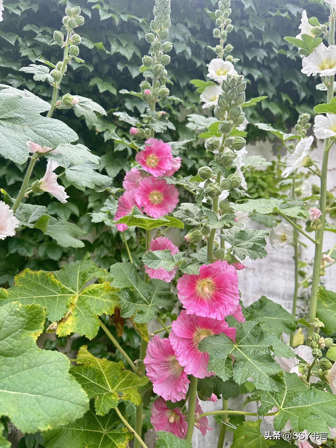 夏日墙边美丽锦葵花，粉嫩欲滴，生机勃勃！🌸🌿
