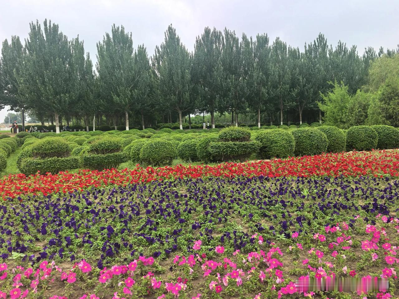 一连几天阴天，也报说有雨，但这雨就下的太矜持，断断续续地不说，根本就没正儿八经地