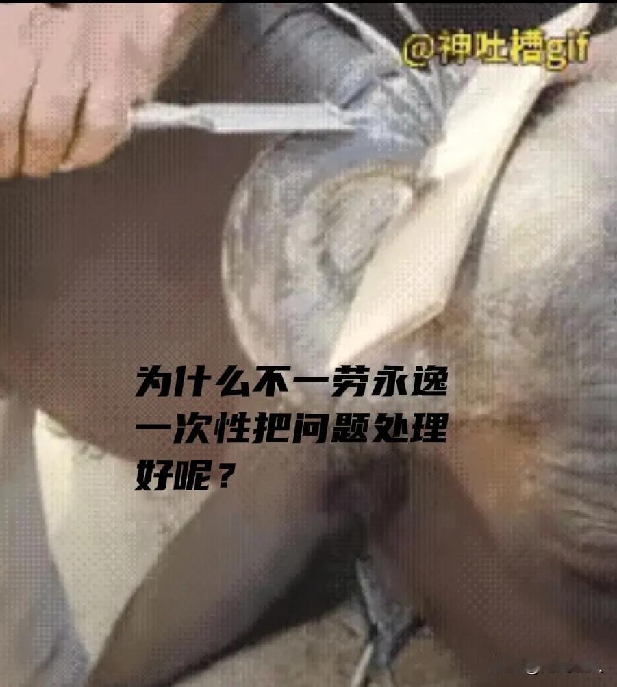修牛角的师傅把钻入皮肉里的牛角锯掉后一下子解决了牛的痛苦，谁都知道，两三年后长长