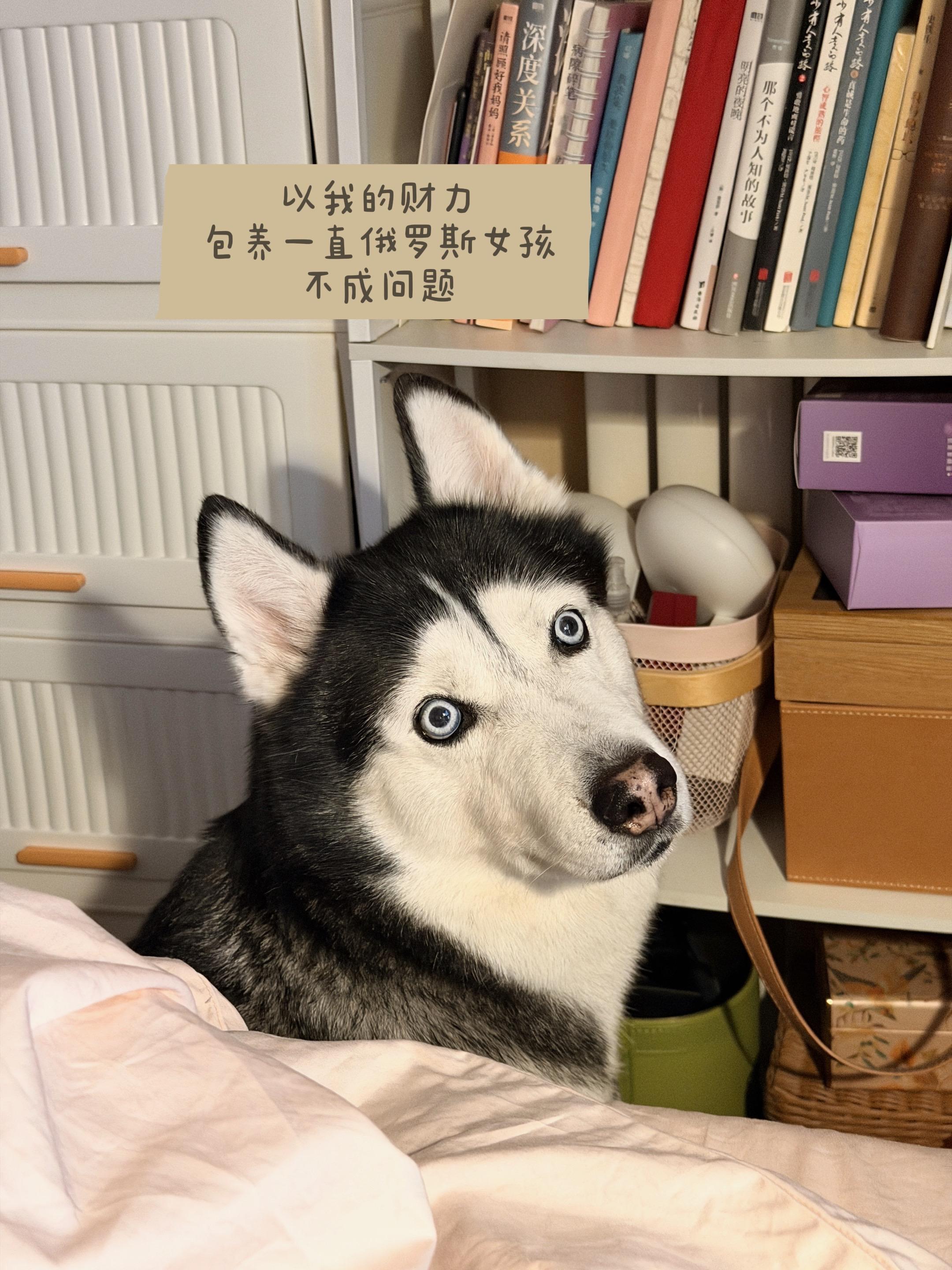 哈士奇 狗