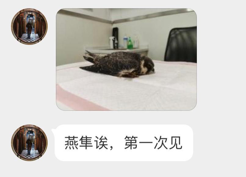#鸟粉投稿# 动物医院这次救助的是一只【燕隼】好乖的样子！祝它早日康复 ​​​