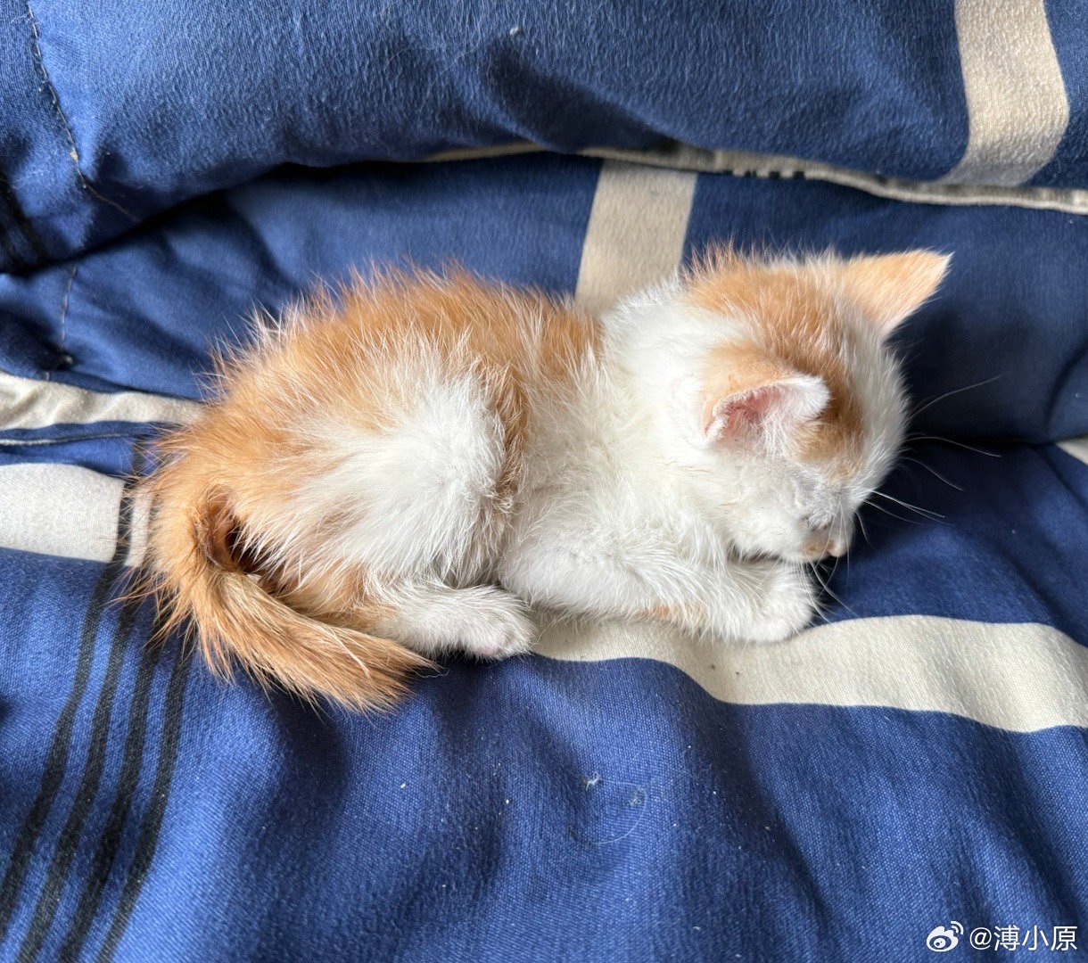 幼猫猫瘟，求好心人救救它！因为它，我难受，我心碎，我泪流。希望它能挺过这一劫。这