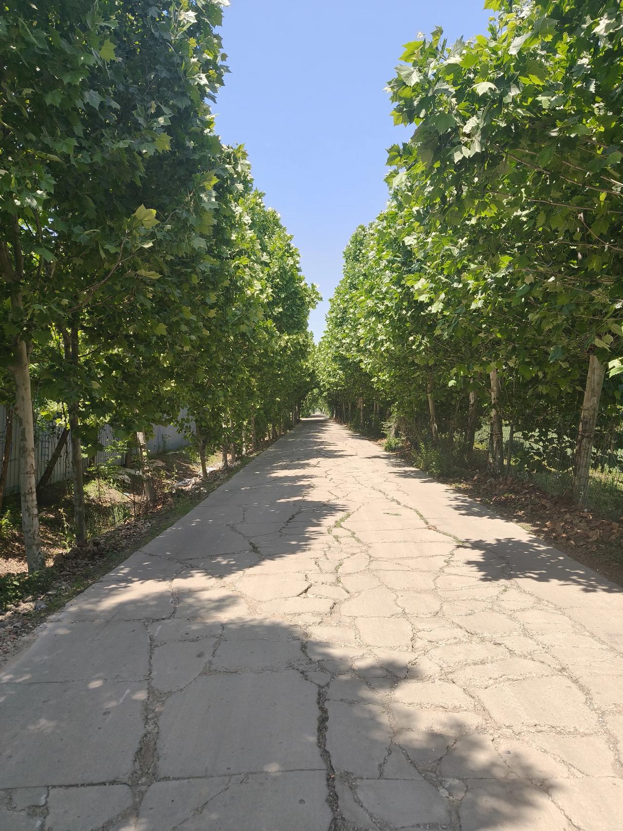 阳光明媚，树荫下的小路好凉爽。你有多久没走过这样的小路了？小时候玩过的地方。没有
