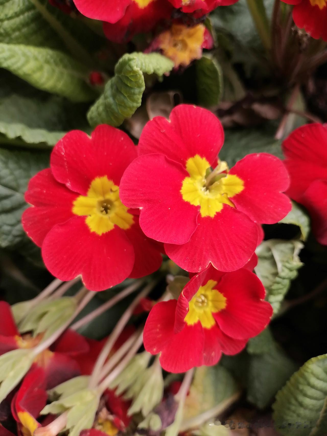 晒晒你随手一拍的花朵