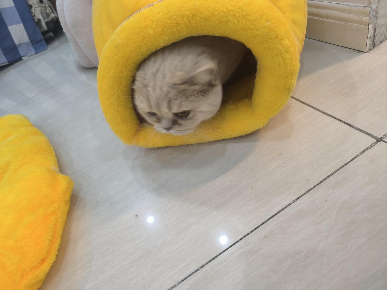 小家伙“探出”小脑袋瓜子了，那神态使人心生怜悯!