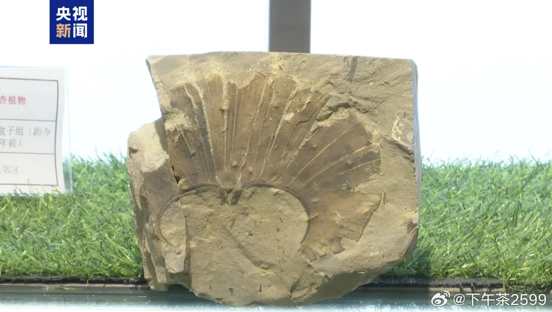 山西发现比侏罗纪更早银杏化石【山西阳泉矿区发现距今约2.8亿年远古银杏化石】日前
