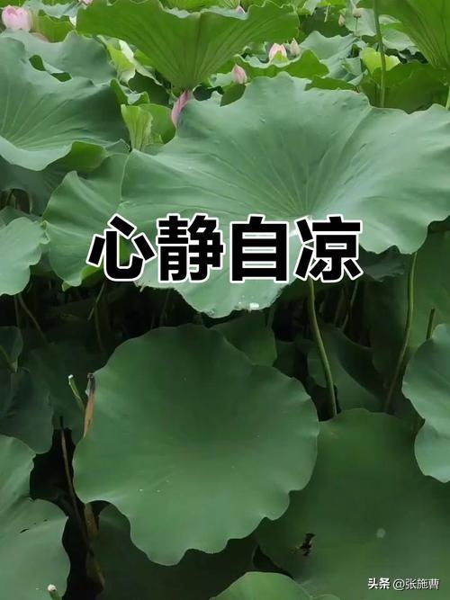 酷暑

三伏酷暑至，
问候伴清凉。
心静自生风，
身安岁月长。
愿你防暑有方，