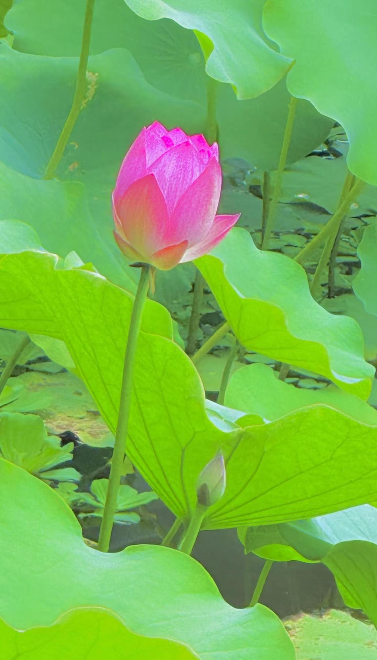初夏时节，热烈的阳光下，广州流花湖和荔湾湖荷叶飘香、荷花绽放。正是“白水满方塘，