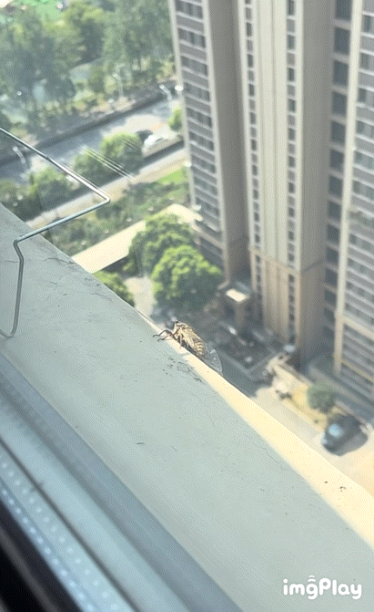 红隼：我也抓住了一只夏天！ 