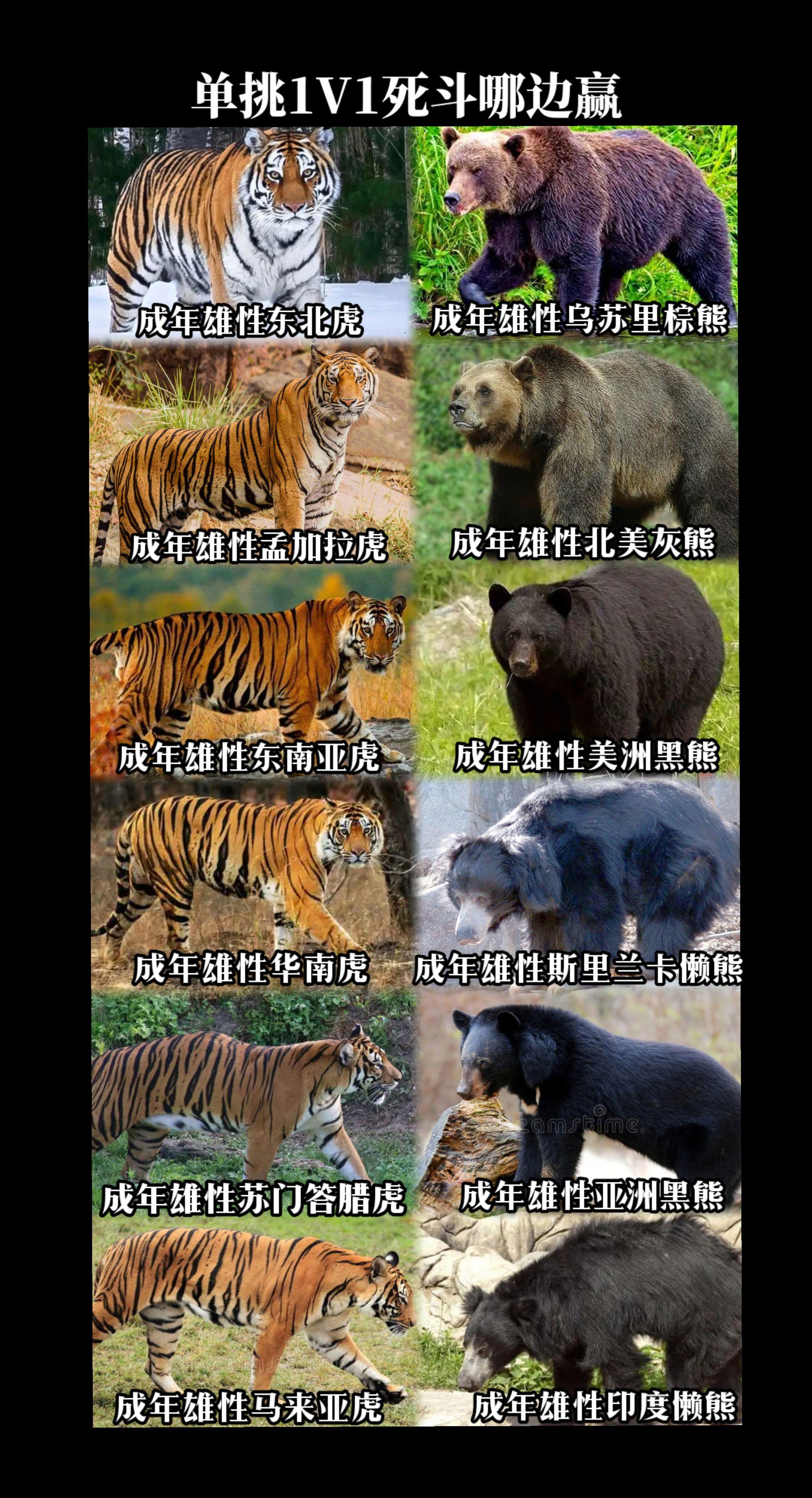 陆地猛兽：虎VS熊，单挑谁更强