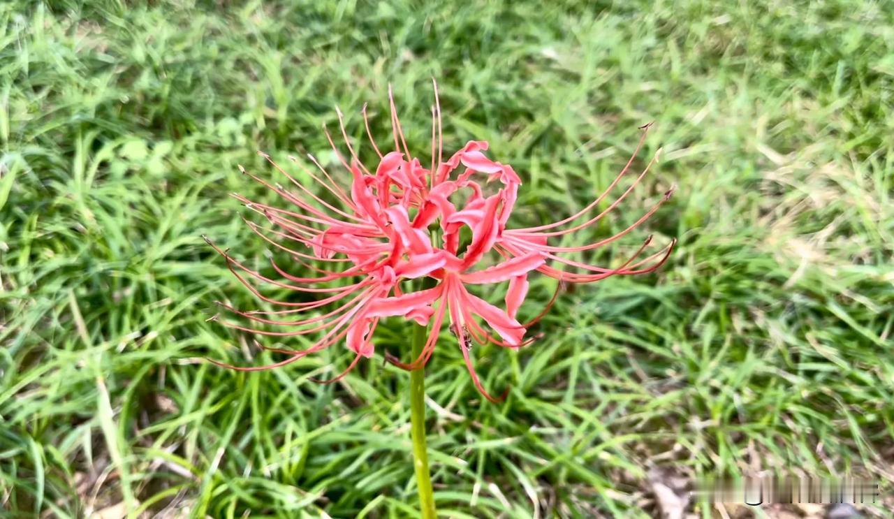 #看看你相册里的彼岸花#
这一株花在中国叫石蒜，听起来可不是很美丽的名字，跟它开