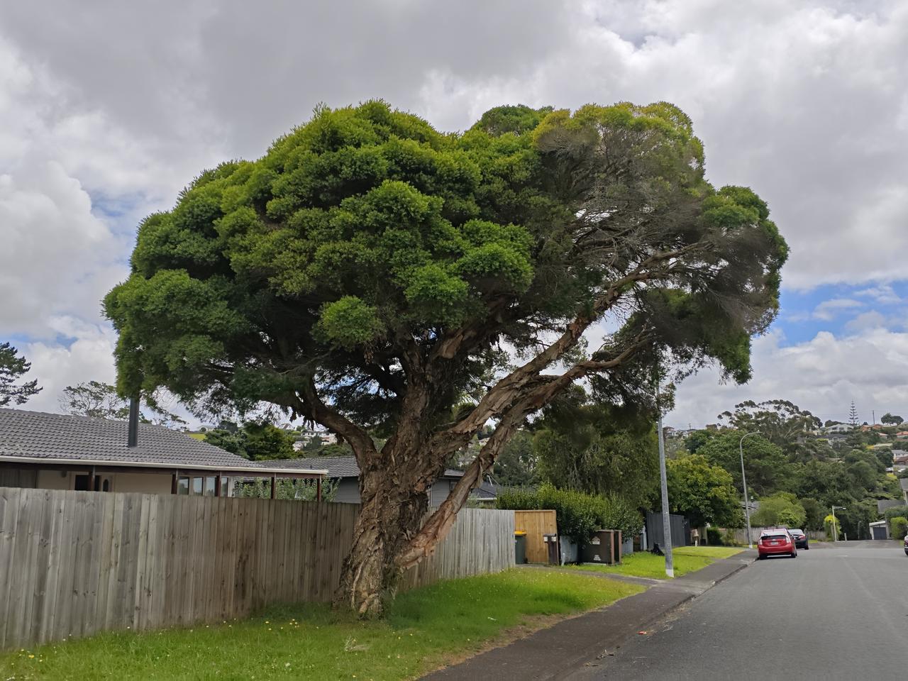 纸皮树，你见过吗？

出门左拐，一百米多就可见我要说的这棵纸皮树。树冠大如巨伞，