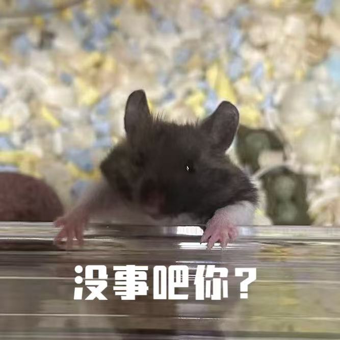 啊啊啊啊啊啊啊啊啊好可爱我们家小勾玉还有我们家可爱机灵美丽大方的出图女工小棉