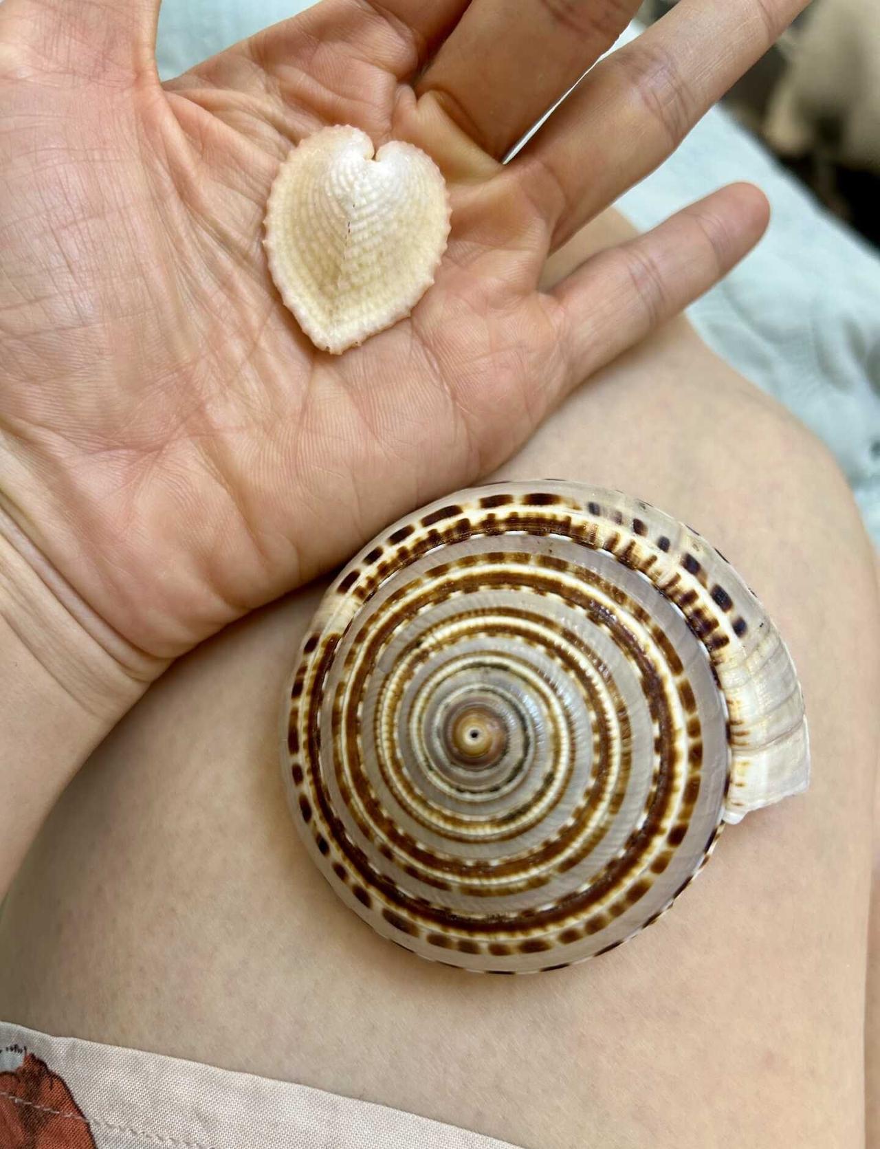 贝壳是大海最浪漫的诗
没有人可以空手走出贝壳展
太美了
不需要找完美的贝壳，自己