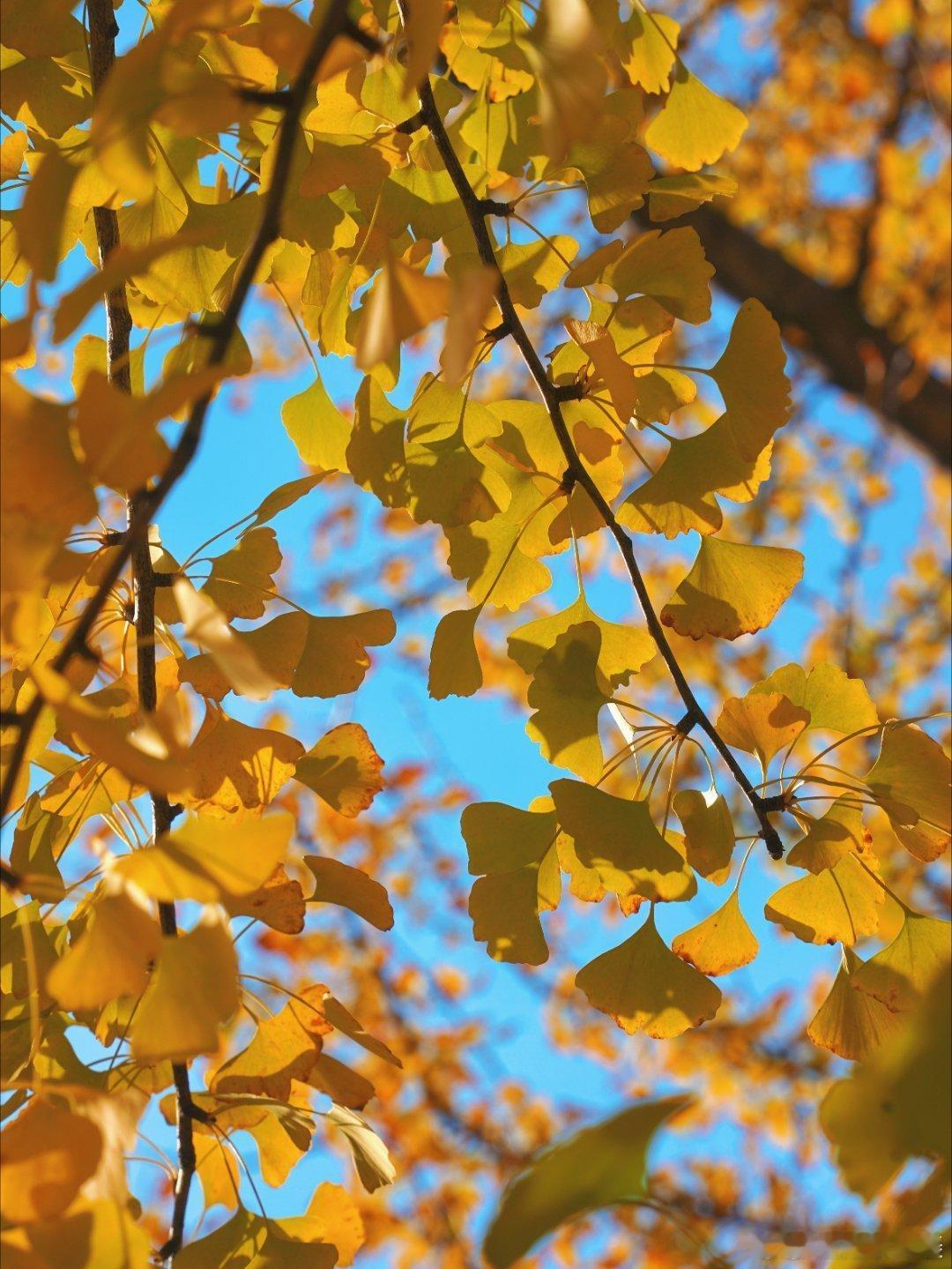 【 】安徽皖南这里藏着一片“黄金林”整整两排银杏树金黄灿烂，落叶厚厚铺了一地，踩