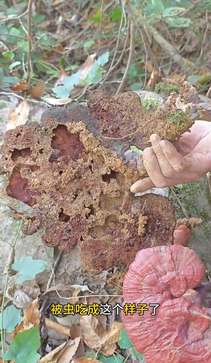 这批货第一眼看过去真挺劝退的，不仅采集时间晚，好些都被虫蛀了，按理说早该进垃圾堆