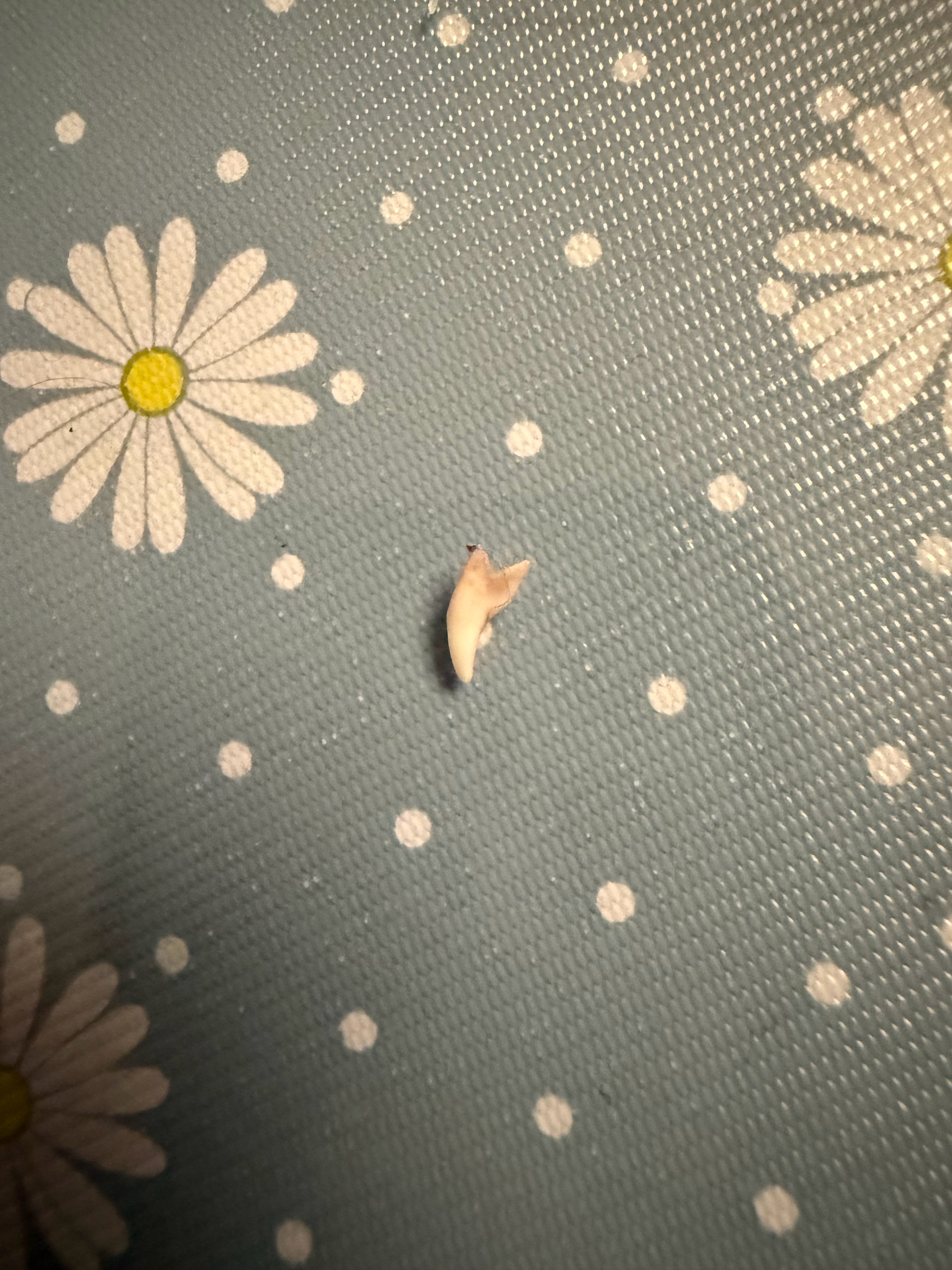 睡前在床上摸到的，打开灯一看果然是🥰 