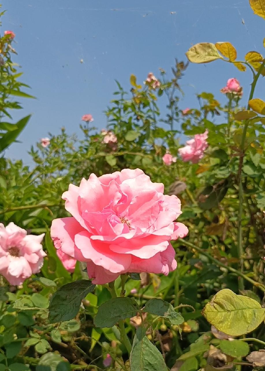秋高气爽，白露时节，月季依然鲜艳。