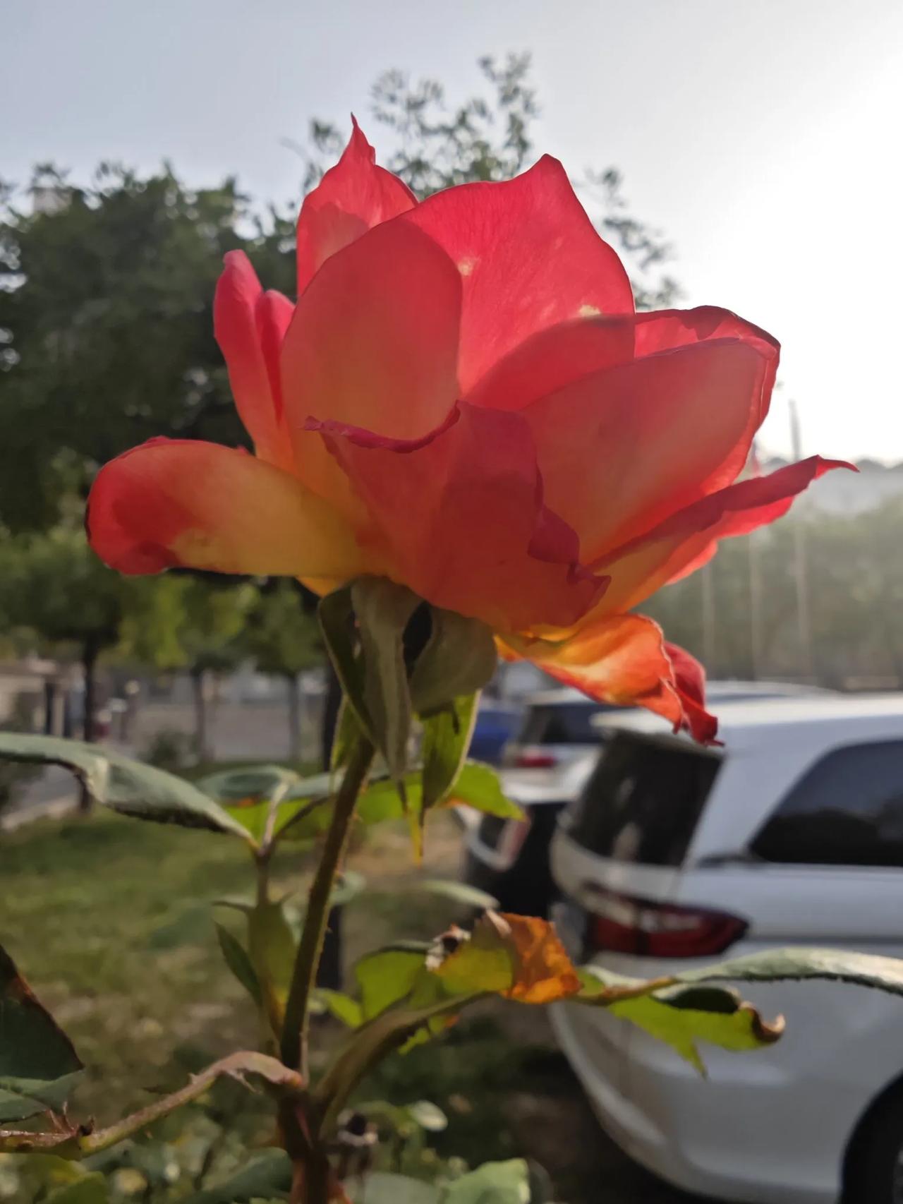 已是深秋，艳丽的光色
人们的视界里不再那么炎凉
懂得生活才知道舍命的幸与福