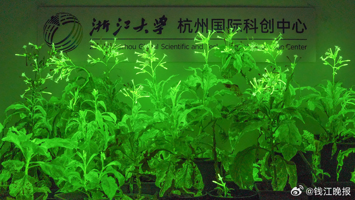 【#浙江的木灵根又进化了# 种植天赋点满！】未来有一天，家里的盆栽可以当台灯，道