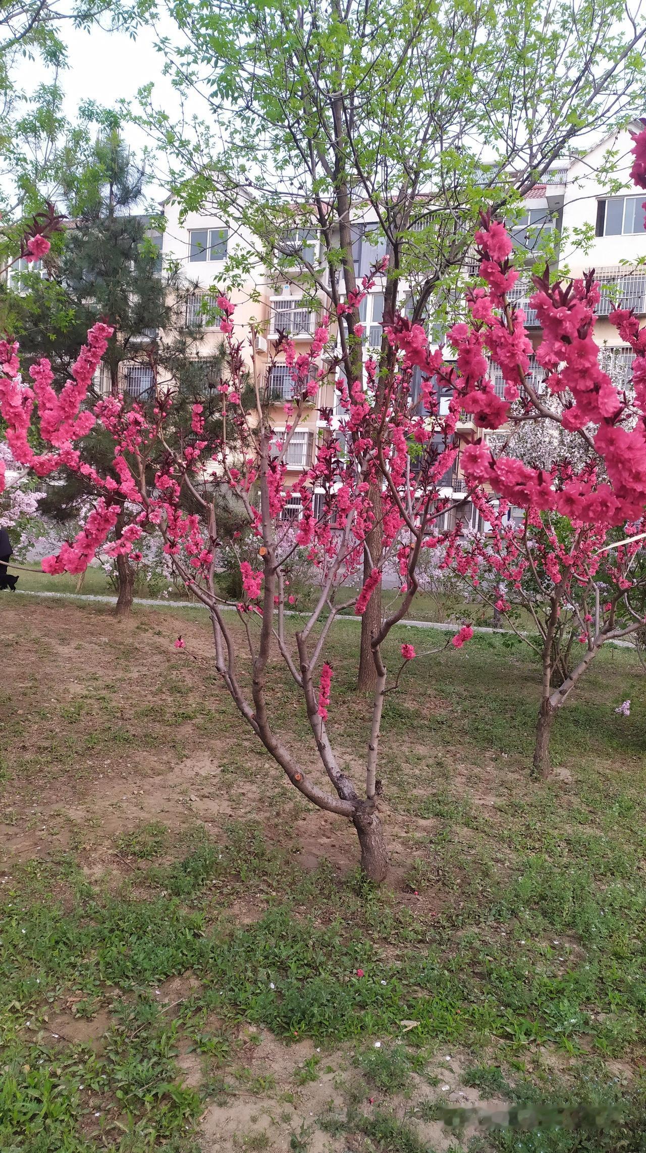 对联飞花令 桃花
出句：桃臊家贫红偷日（雪浪）