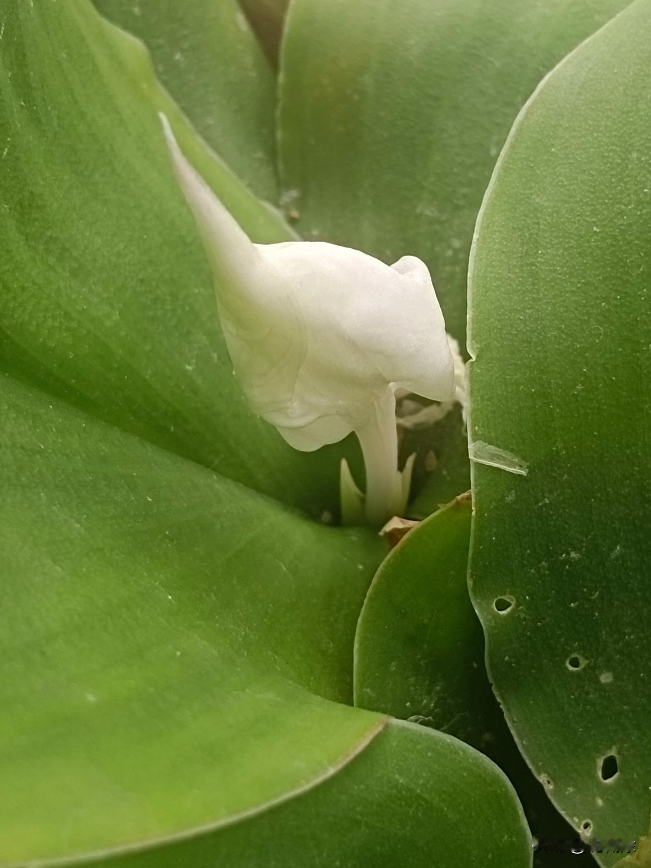 今天无意间发现阳台上种的沙姜居然开花了，而且还是白色的，花瓣中间常会带一点点淡紫
