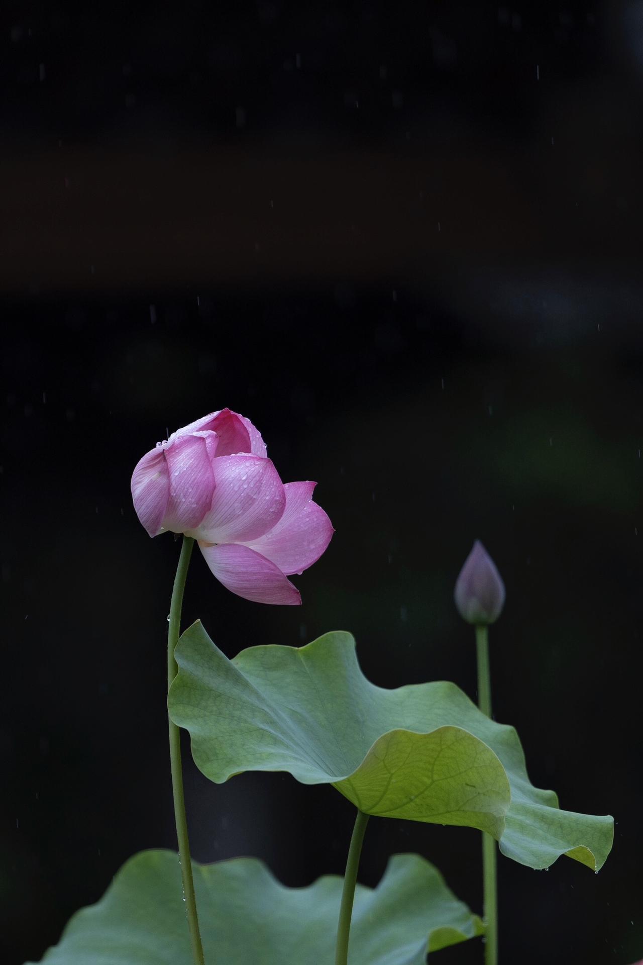 【雨荷凝珠，水面生波】

以前，想把这一池雨意画得如此细腻，凝珠、生波、加雨意，